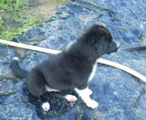 20110827Merlin3 047.jpg